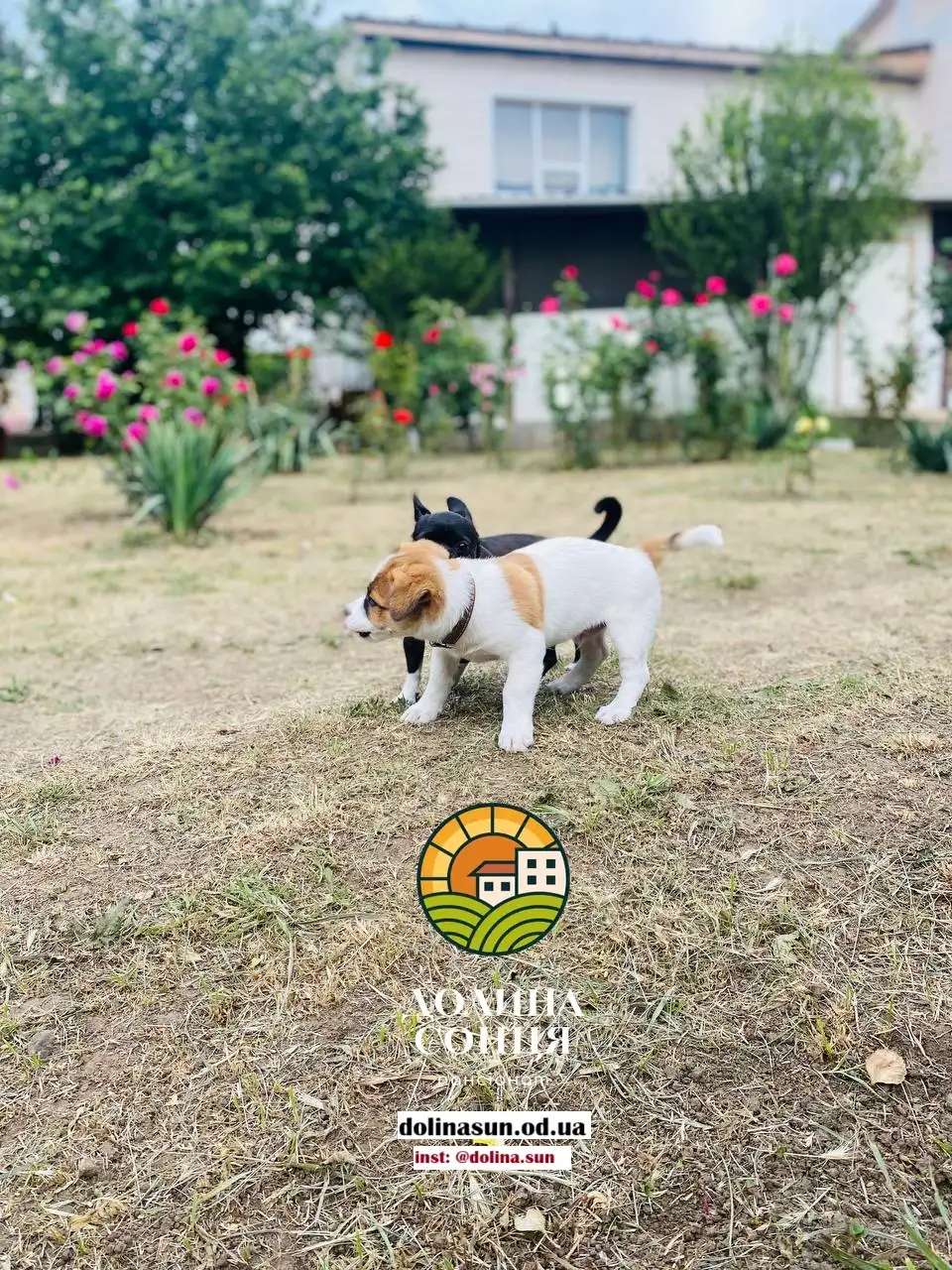 Pet-friendly зона пансионата для пожилых Долина Солнца
